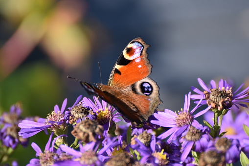 Aglais io or European Peacock Butterfly or Peacock. Butterfly on flower. A brightly lit red-brown orange butterfly with blue lilac spots on its spread wings sits on purple yellow flowers.