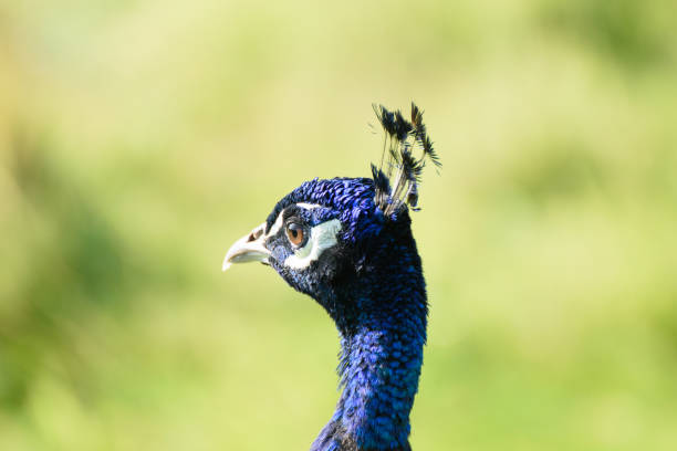 istock Close up of a Peacock bird's head 1947616975