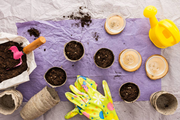 istock Planting seedlings of tomato 1947619083