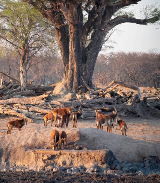 The sable antelope (Hippotragus niger) is a large antelope which inhabits wooded savanna in East and Southern Africa