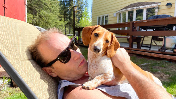 A dappled dachshund enjoys sitting in the sun with its owner.