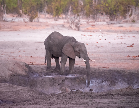 African elephants (Loxodonta Africana) in Hwange National Park