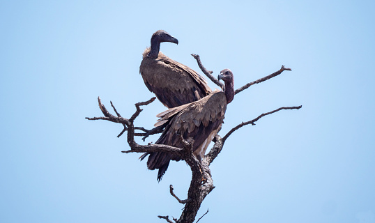 Silhouette of White Backed Vultures Perched in a Tree in Kruger National Park