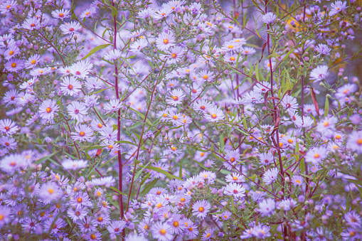 Close up photograph of Purple Asters in a flower bed