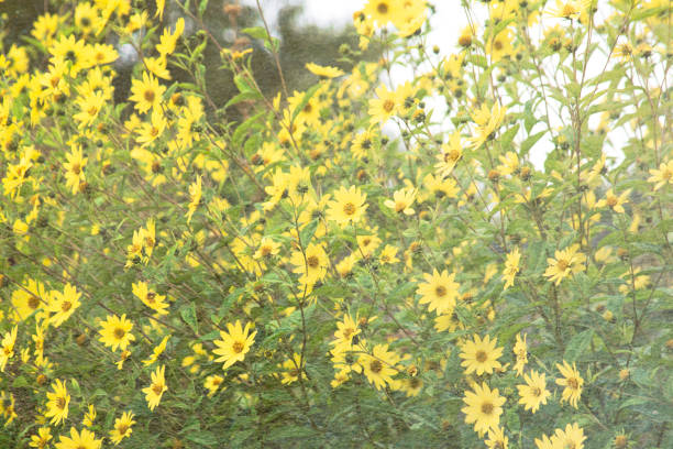 Close up photograph of yellow sunflowers (Helianthus 'Lemon Queen') on a textured background