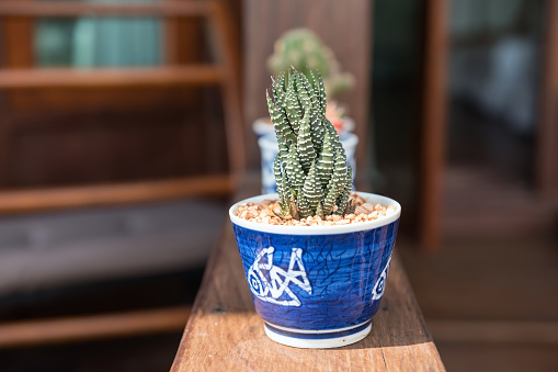 Haworthiopsis coarctata cactus planted in blue pot on wooden deck