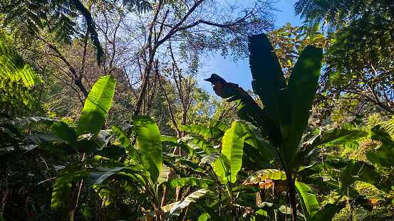 Banana trees surrounded by a large forest on a bright morning