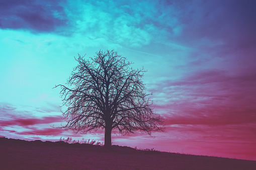 Lonely tree in the field against sunset sky