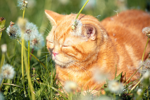 A ginger kitten lies on the grass with dandelions on a sunny summer day