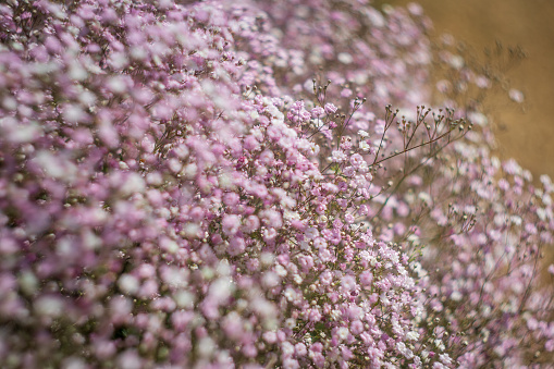 Close up of Gypsophila paniculata Pink in a garden border with a defocused background