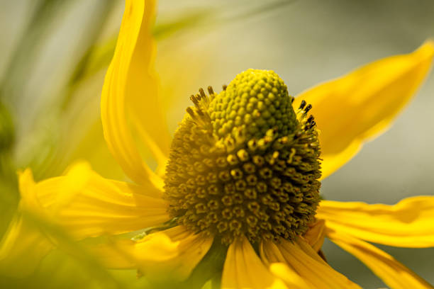 A close-up of a yellow flowers center, showing detailed texture and patterns with visible seeds.