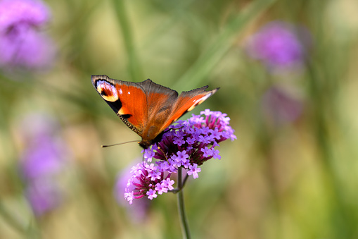 Macro photograph of a Peacock Butterfly on Verbena bonariensis against a defocused background
