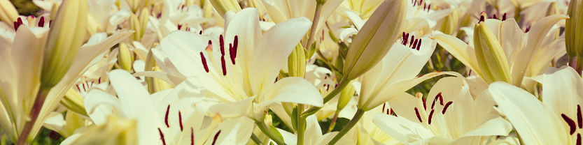 Red lily on grunge background with copy space