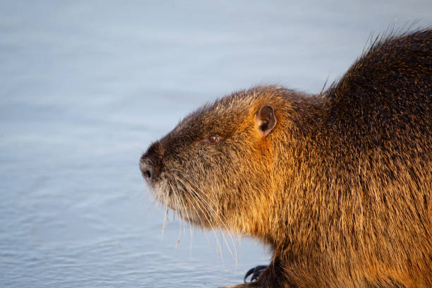 istock Nutria in search of food on the ice 1947645161