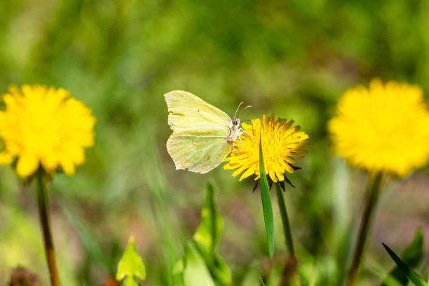Butterfly on a dandelion flower in the spring garden