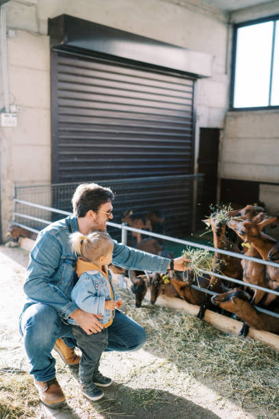 istock Little daughter watching dad squatting and feeding hay to goats in paddock 1947648006