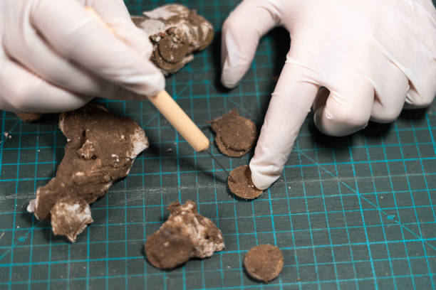 istock Male archaeologist or digger restoring ancient coins, close-up. Restorer, conservation. Archaeological concept 1947648042