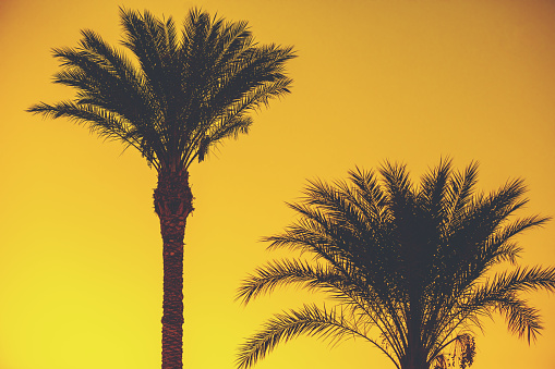 Palm trees against the background of a golden sunset sky. Tropical landscape. Beautiful tropical nature