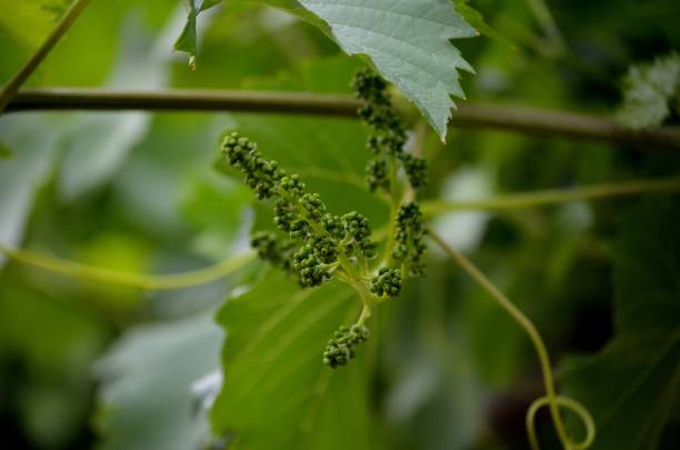 istock Bunch of grapes 1947653951