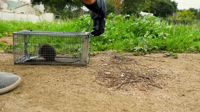 Rat In Cage Being Released in Nature