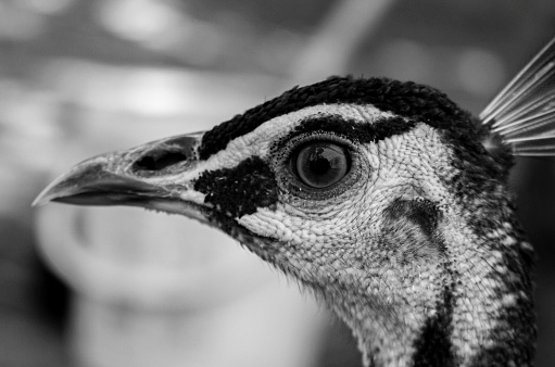 Black and white close-up of a peacock's head in the zoo.