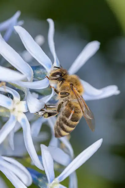 Bee - Apis mellifera - pollinates a blossom of the eastern bluestar - Amsonia tabernaemontana
