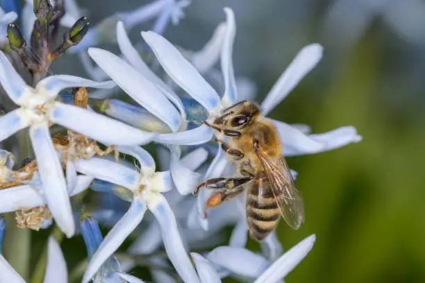 Bee - Apis mellifera - pollinates a blossom of the eastern bluestar - Amsonia tabernaemontana