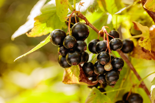 Close-up of ripe black currant on the branch in the garden.