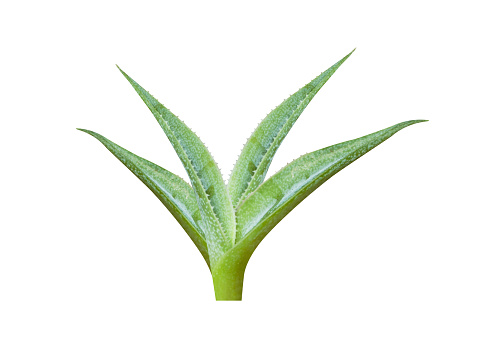 Agave or Aqava americana is used in Mexico and Mesoamerica to produce pulque, an alcoholic beverage