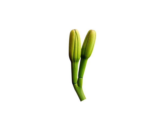Agave or Aqava americana is used in Mexico and Mesoamerica to produce pulque, an alcoholic beverage