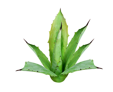 Agave or Aqava americana is used in Mexico and Mesoamerica to produce pulque, an alcoholic beverage
