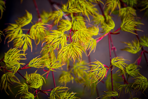 A macro photograph of the green leaves of Acer  palmatum 'Seiryu' with red stems against a dark background