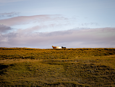 Three icelandic horses on the top of a hill in an open field.