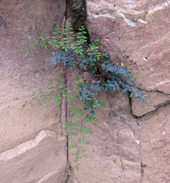 Pellaea mucronata fern growning out of rock