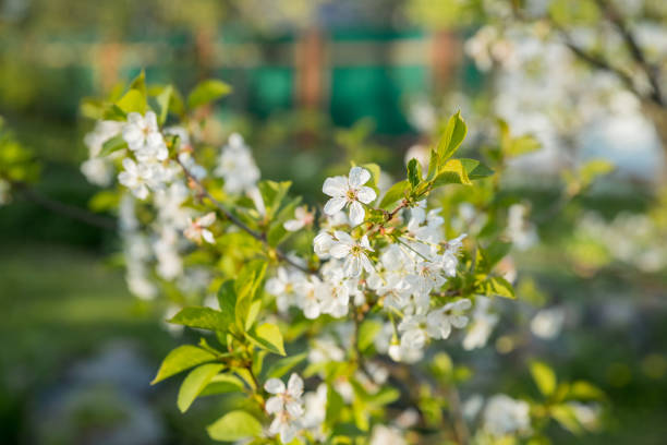 White plum blossoms blooming in winter.