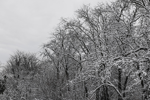 Fresh snow-covered leafless trees.