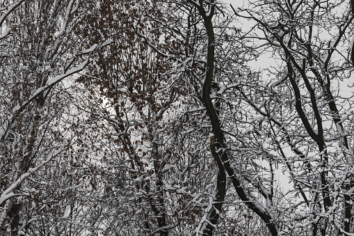 closeup of tree branches covered with snow in a garden