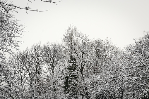 Landscape in winter season in village Urdorf in Switzerland under heavy snowfall in January 2021. Trees and bushes on the right hand side are covered with snow and diminishing in perspective.