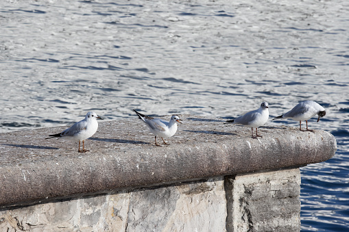 In this idyllic scene, herring gulls pose on a stone wall, their beaks curiously and openly protruding into the air. The sun shines brightly during the day and bathes the scene in warm light. The calm background of the sea completes the harmonious atmosphere, while the seagulls are perched elegantly on the wall. The idyllic seascape is further enlivened by the open beaks and the lively activity of the seagulls, and the bright sunshine lends the scene a peaceful and picturesque aura. It is a moment of serenity and natural beauty, captured in this atmospheric image at the edge of the sea.