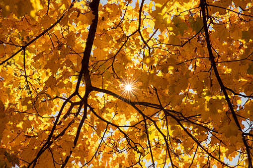 Sun coming through the yellow leaves of a maple tree in autumn.