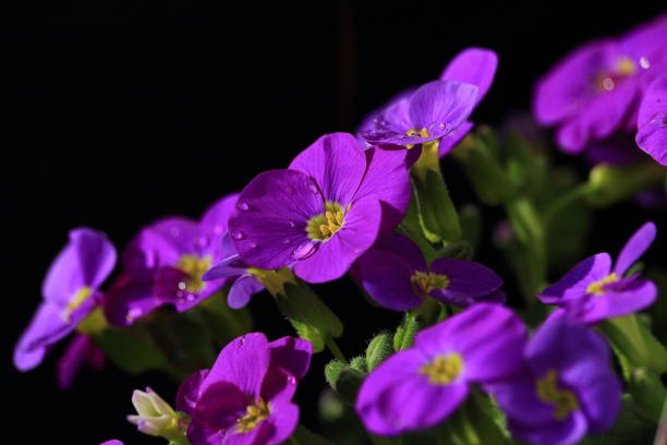 Defocused background.