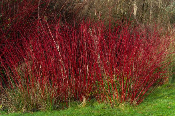 Cornus alba shrub - dogwood Cornus alba shrub with crimson red stems in winter and red leaves in autumn commonly known as dogwood, stock photo image cornus alba sibirica stock pictures, royalty-free photos & images