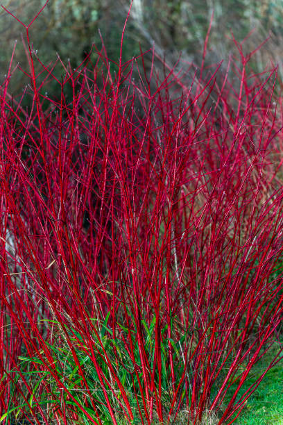 Cornus alba shrub - dogwood Cornus alba shrub with crimson red stems in winter and red leaves in autumn commonly known as  dogwood, stock photo image cornus alba sibirica stock pictures, royalty-free photos & images