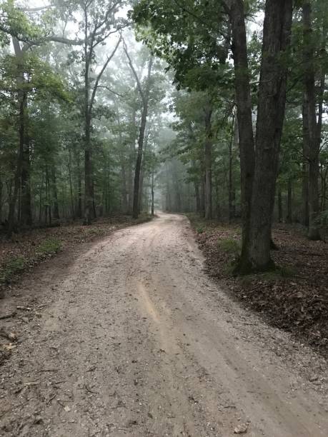 istock Dirt road through a foggy forest. 1947727564
