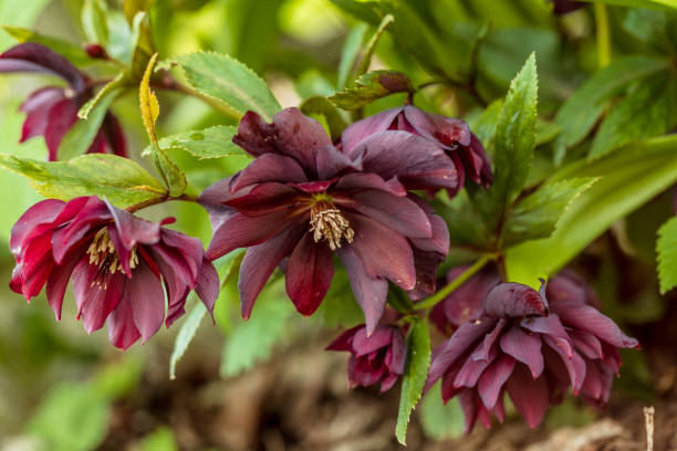 Helleborus orientalis Double Ellen Red Helleborus orientalis Double Ellen Red. High quality photo niger state stock pictures, royalty-free photos & images