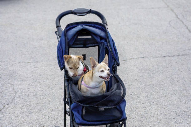 istock Two small dogs in a special stroller for animal 1947747462