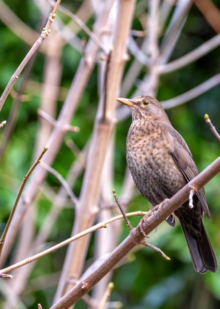 istock Dublin's Melodic Muse - Female Blackbird (Turdus merula) in Father Collins Park 1947750641