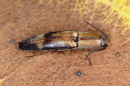 Elateridae beetle (click beetles) found on the island of Mauritius.