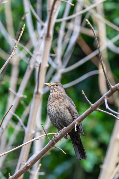 istock Dublin's Melodic Muse - Female Blackbird (Turdus merula) in Father Collins Park 1947750678