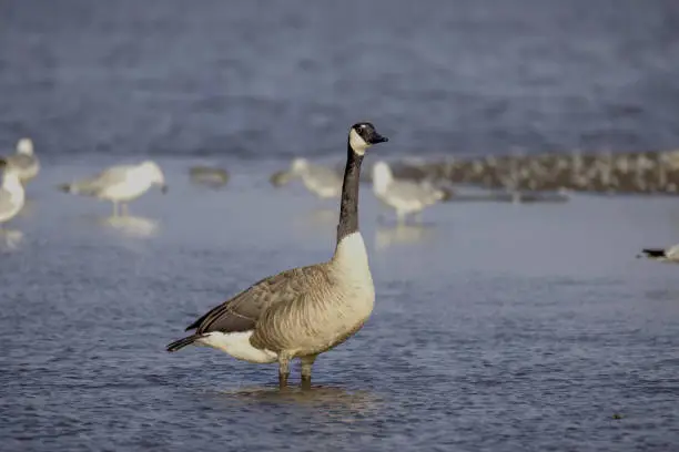 The Canada goose (Branta canadensis) on the shore of lake Michigan